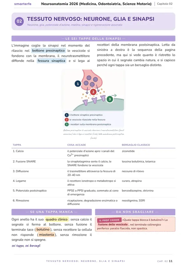 Pagina del Manuale di Neuroanatomia