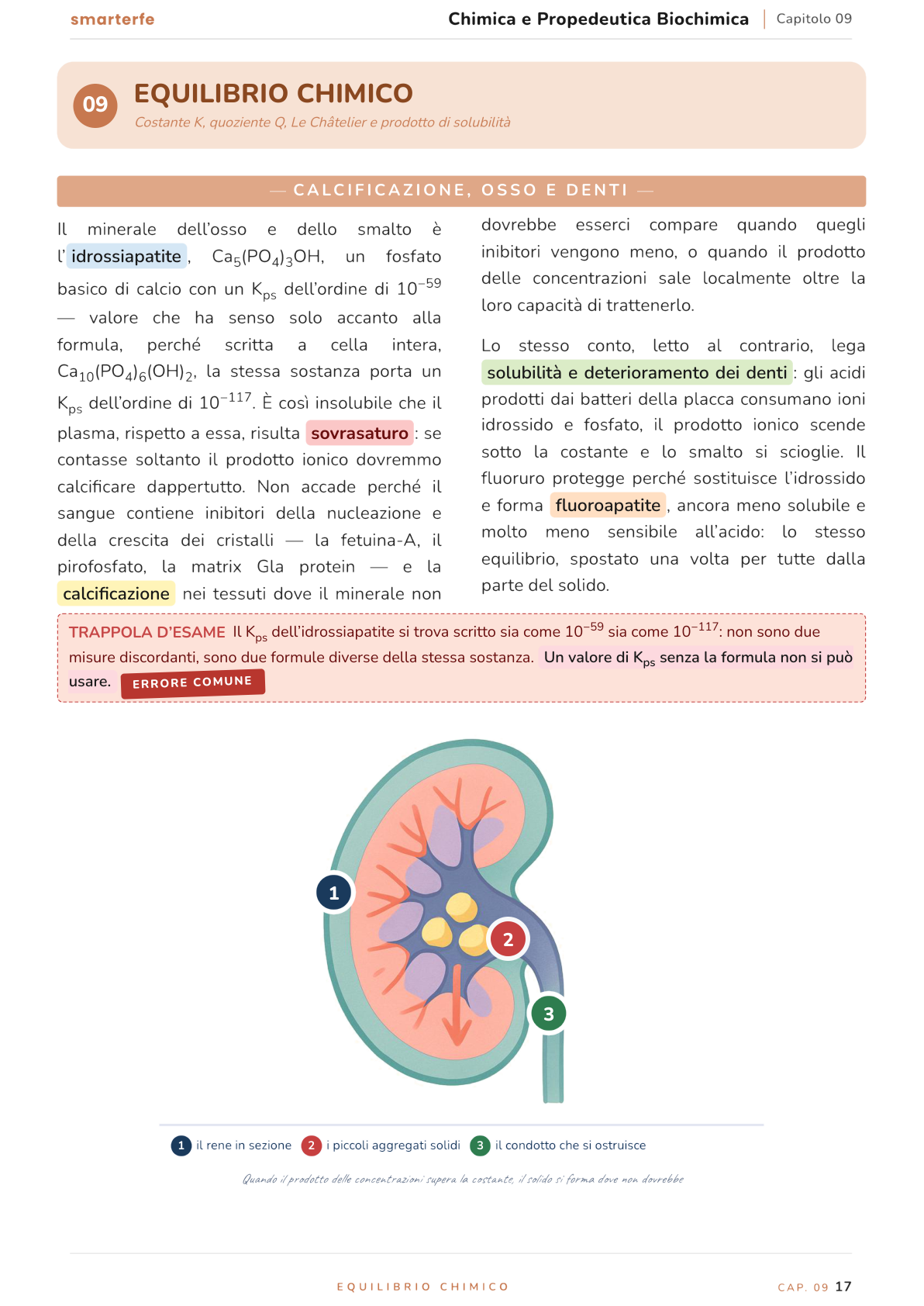Illustrazione dal Manuale di Chimica e Propedeutica Biochimica: calcificazione, osso e denti
