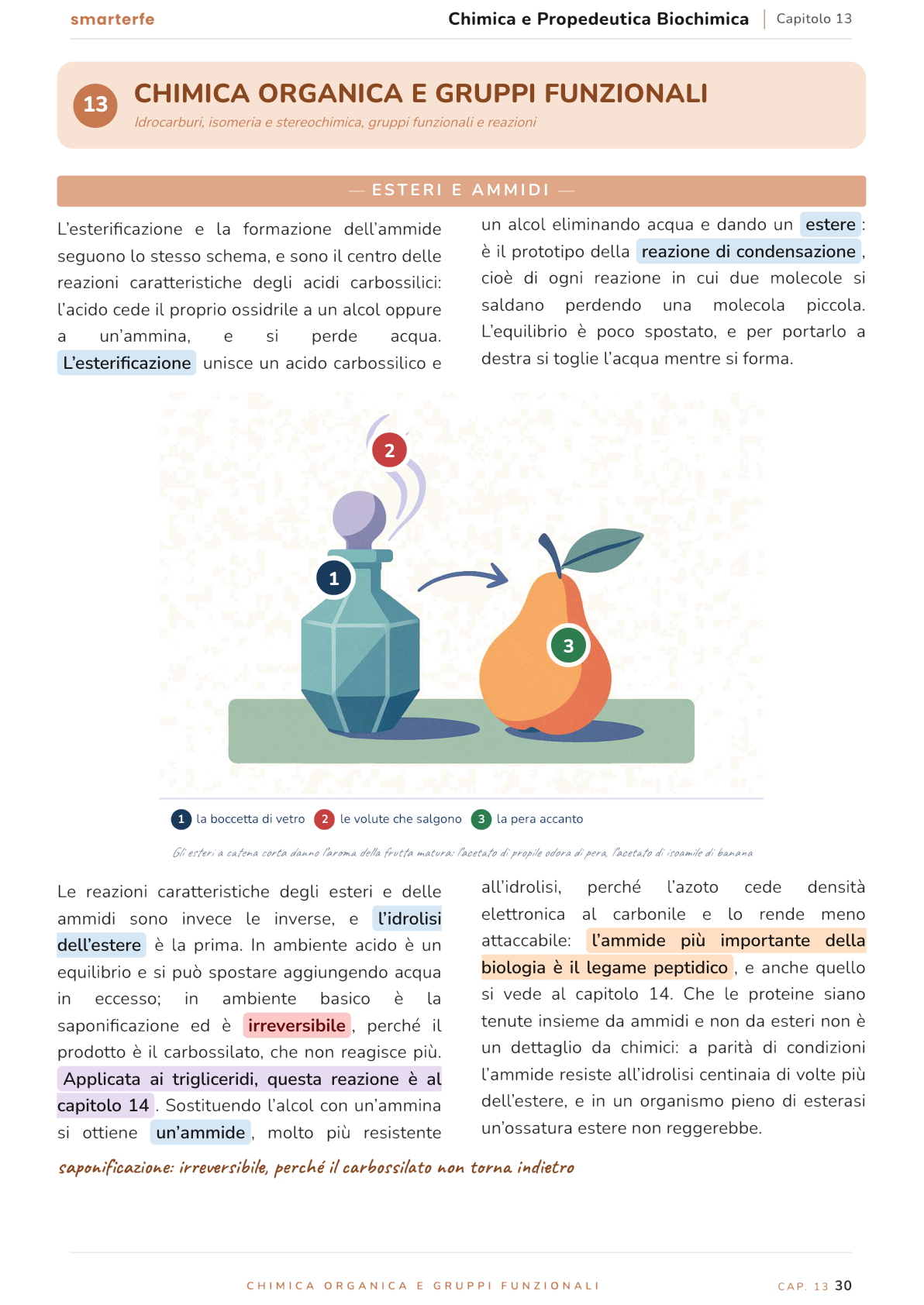 Illustrazione dal Manuale di Chimica e Propedeutica Biochimica: esteri e ammidi