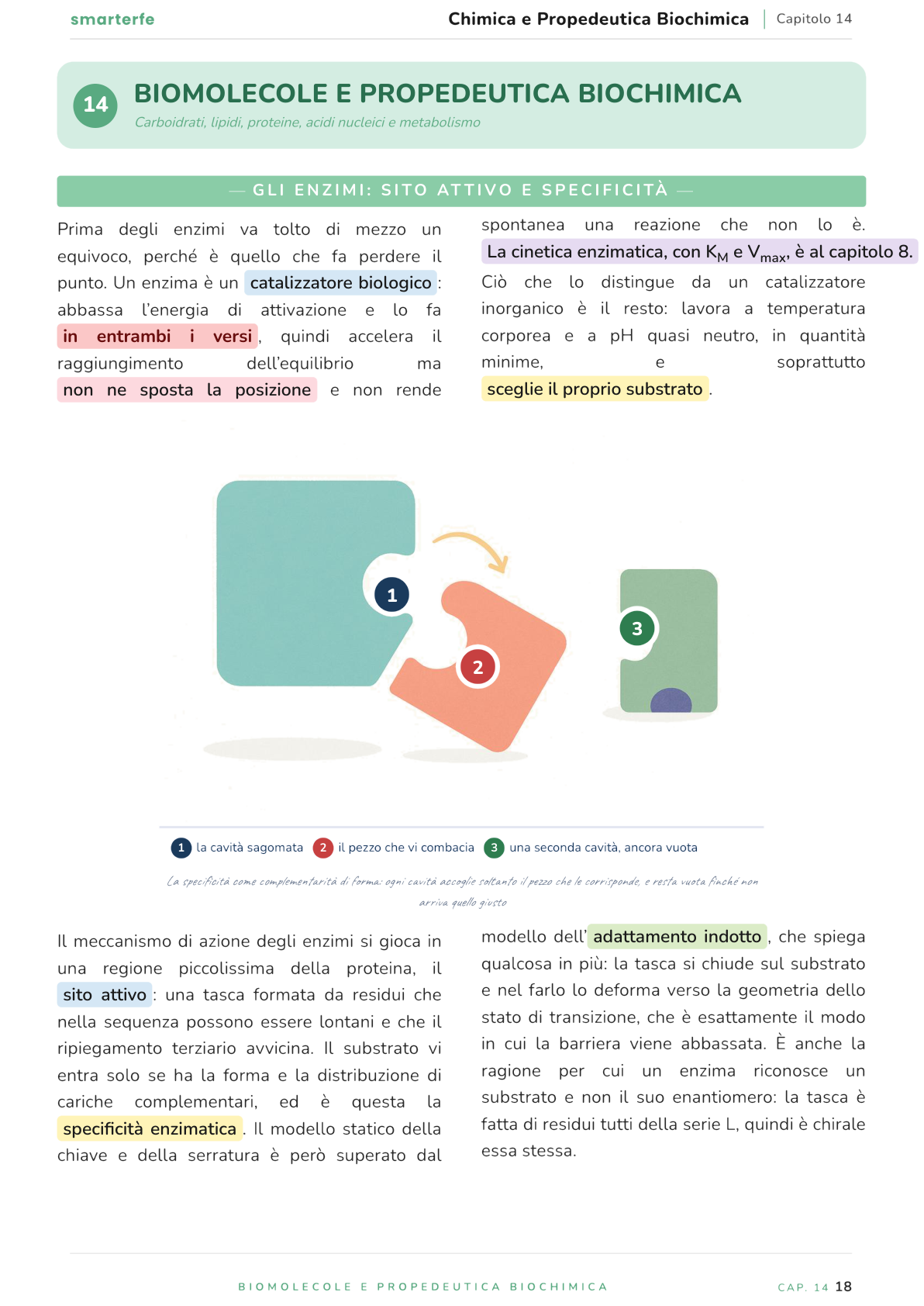 Illustrazione dal Manuale di Chimica e Propedeutica Biochimica: gli enzimi: sito attivo e specificità