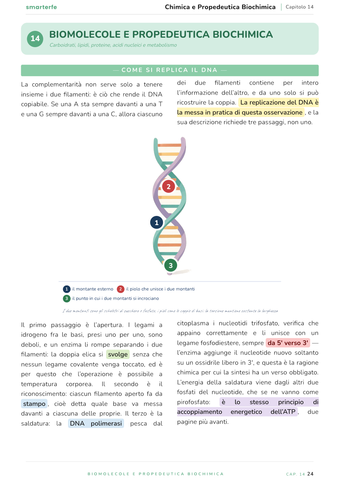 Illustrazione dal Manuale di Chimica e Propedeutica Biochimica: come si replica il DNA