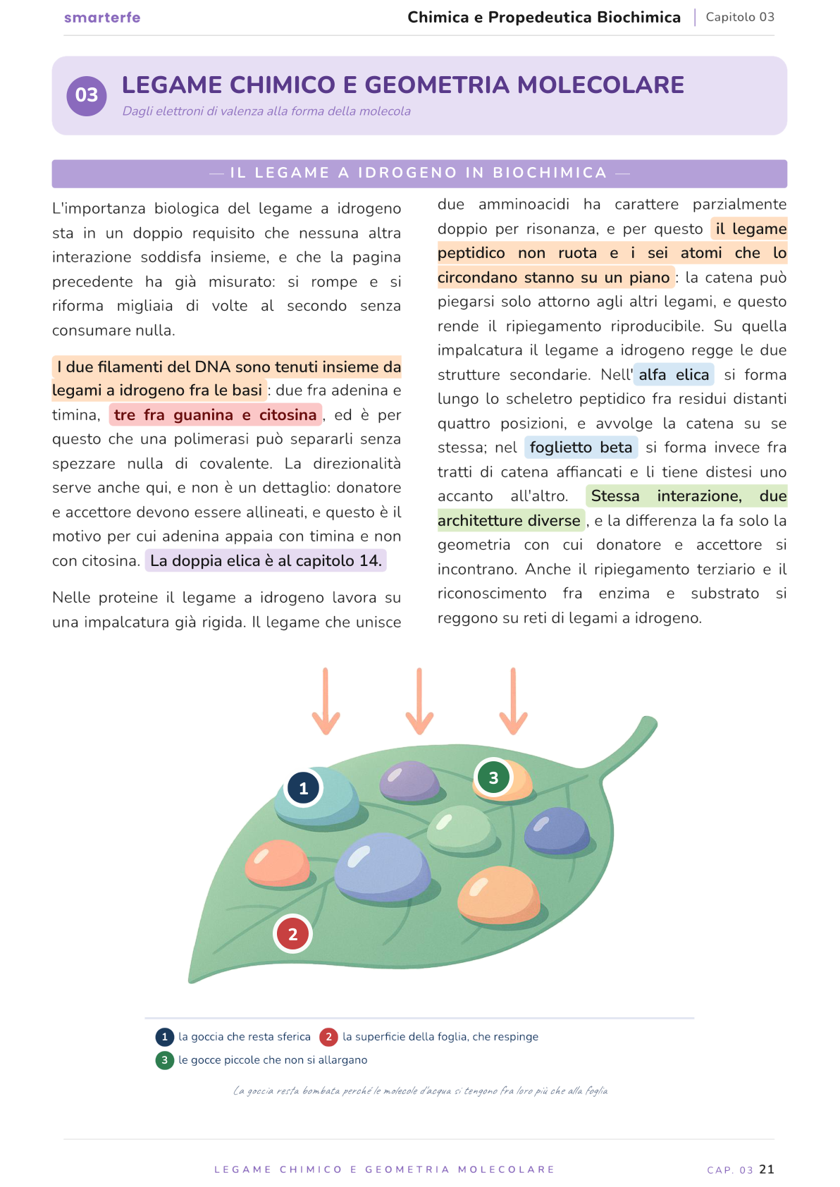 Illustrazione dal Manuale di Chimica e Propedeutica Biochimica: il legame a idrogeno in biochimica