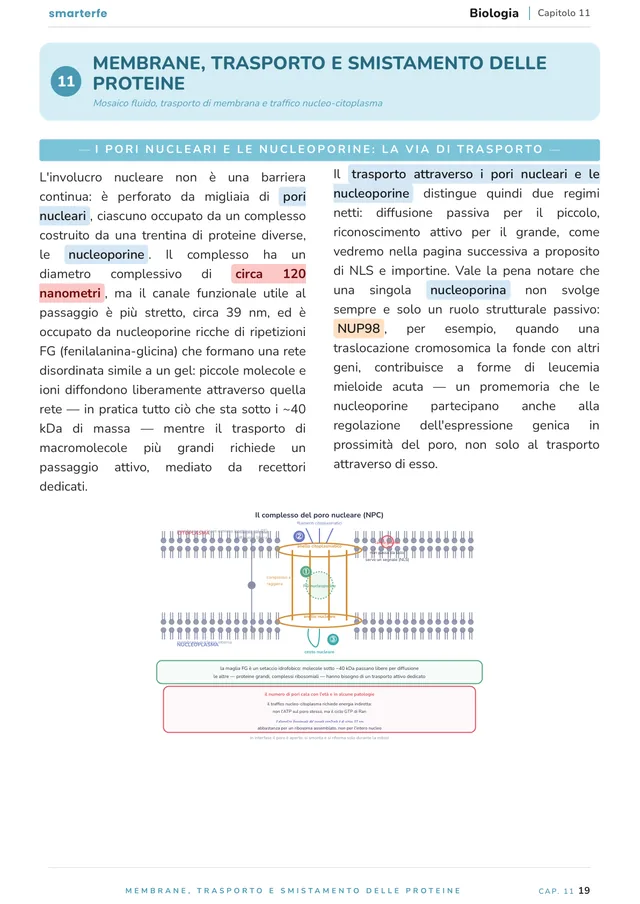 Pagina del Manuale di Biologia e Genetica: i pori nucleari e le nucleoporine