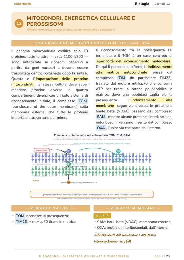 Pagina del Manuale di Biologia e Genetica: mitocondri, energetica cellulare e perossisomi