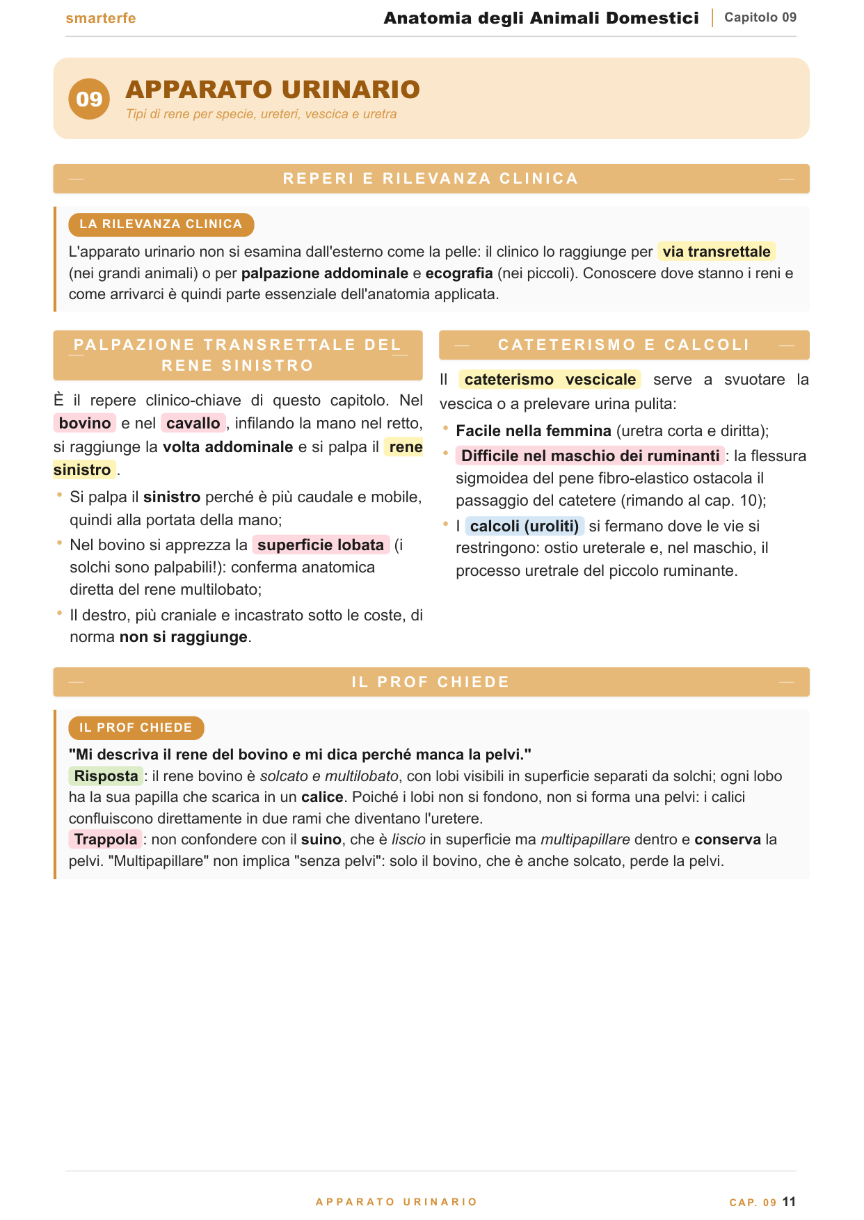 Piani e direzioni del quadrupede e le specie domestiche
