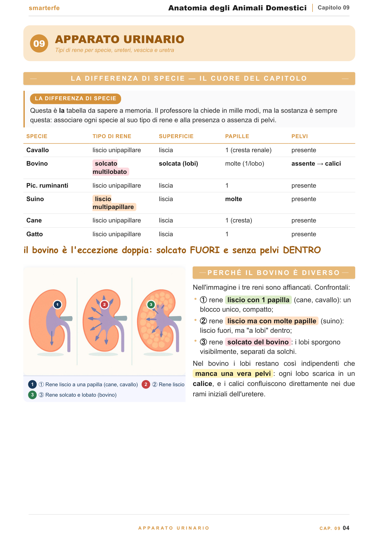 Scheletro appendicolare: la riduzione delle dita degli ungulati