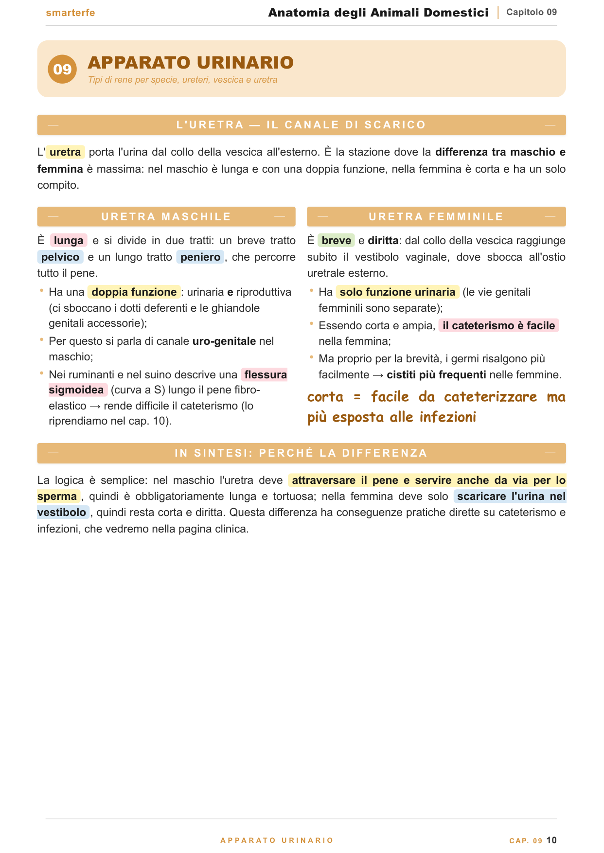 Stomaco monogastrico vs poligastrico dei ruminanti