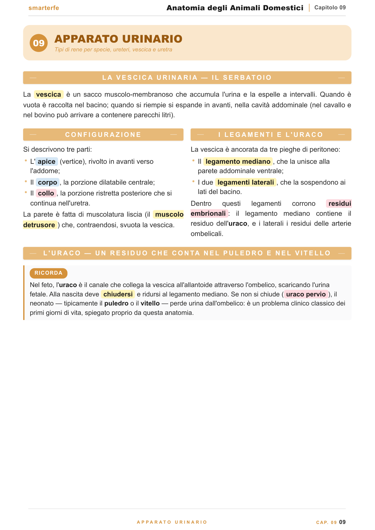Apparato cardiovascolare e tavole comparate di specie