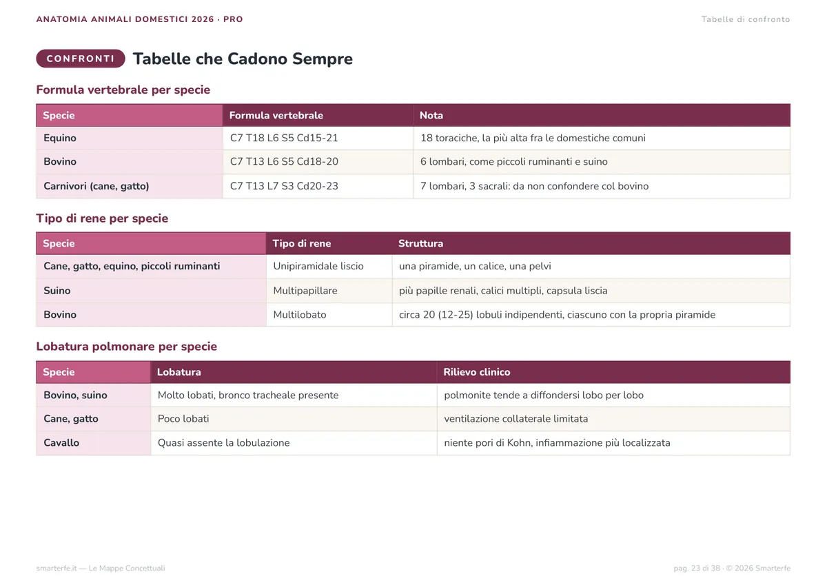 Mappe Concettuali