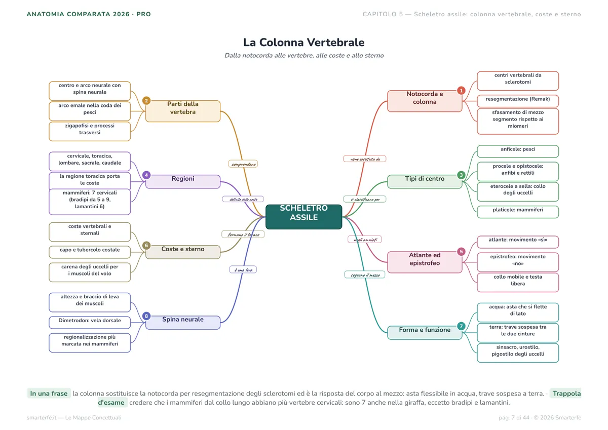Mappe Concettuali