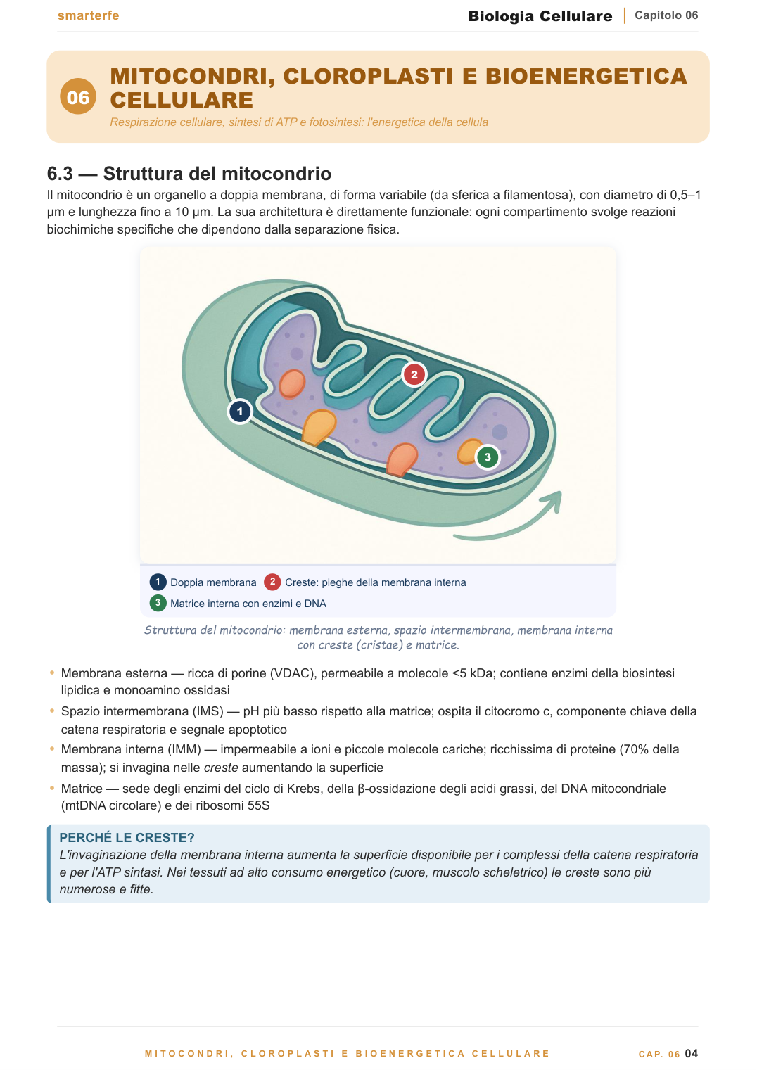 Struttura del DNA: doppia elica, nucleotidi e organizzazione del genoma