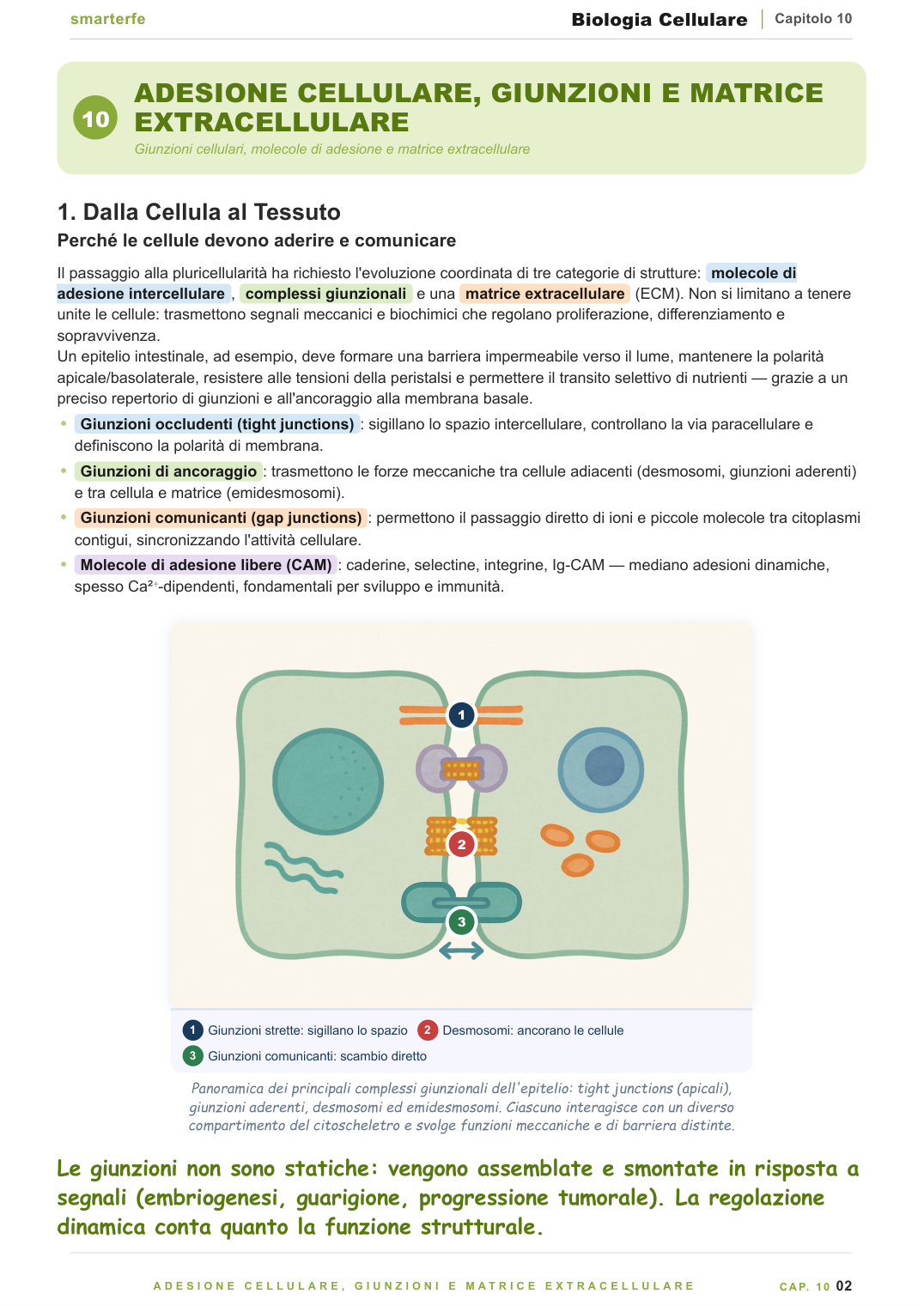 Trascrizione e traduzione: dal gene alla proteina