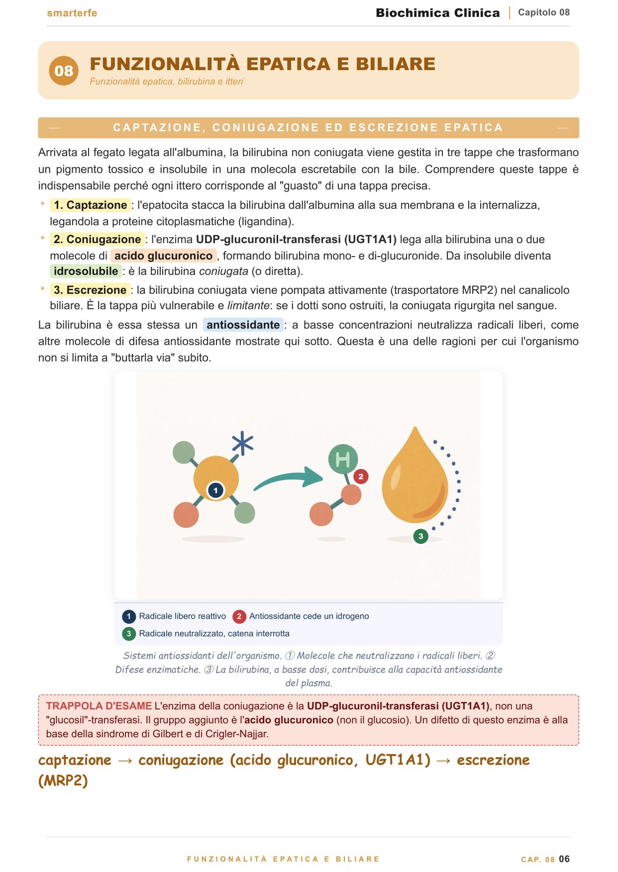 Enzimi diagnostici: AST, ALT, CK, LDH e pattern d'organo