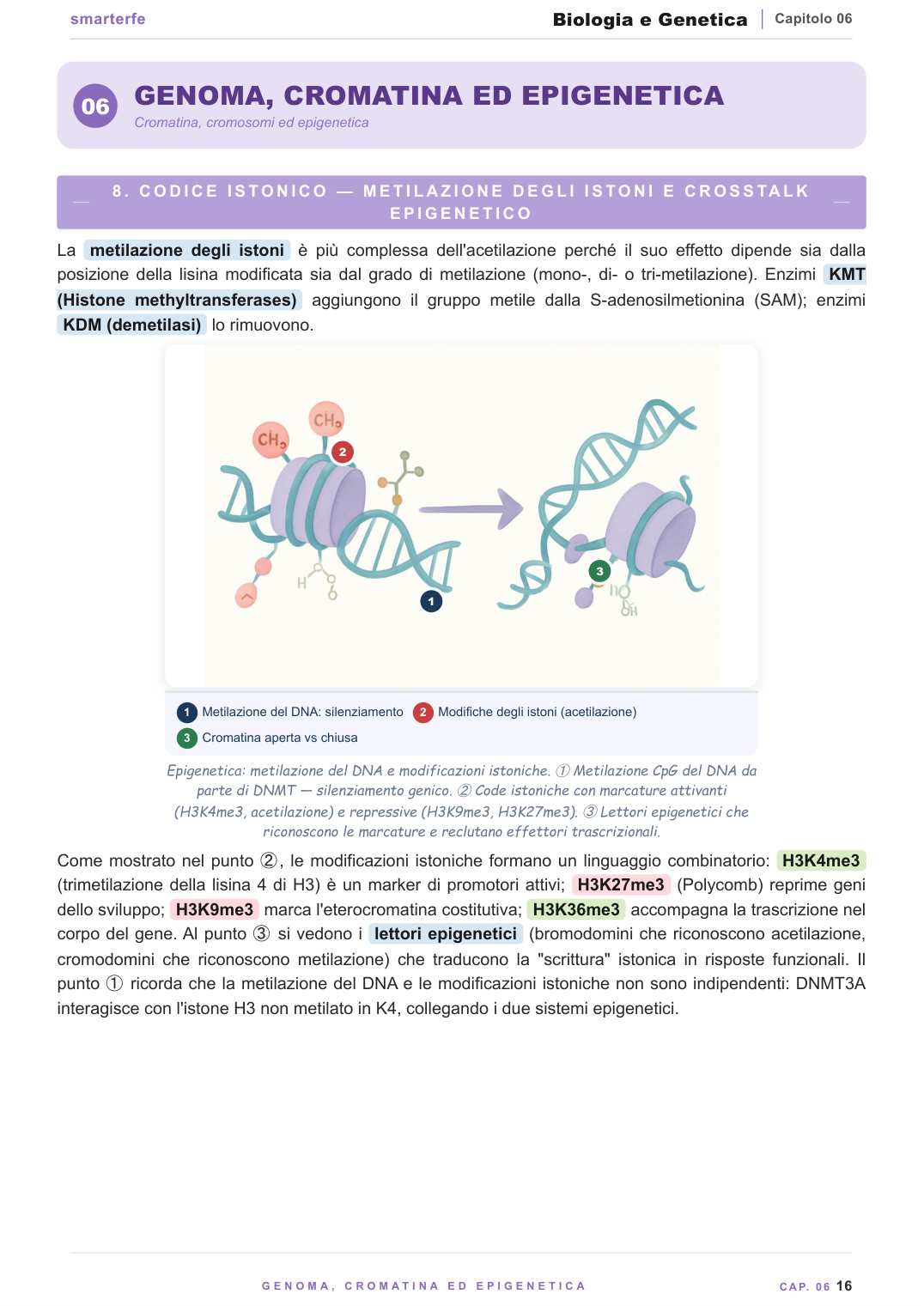 La cellula e i suoi organuli: struttura cellulare illustrata