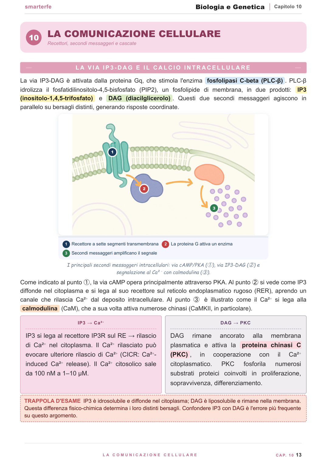 Dal DNA alla proteina: replicazione, trascrizione e traduzione