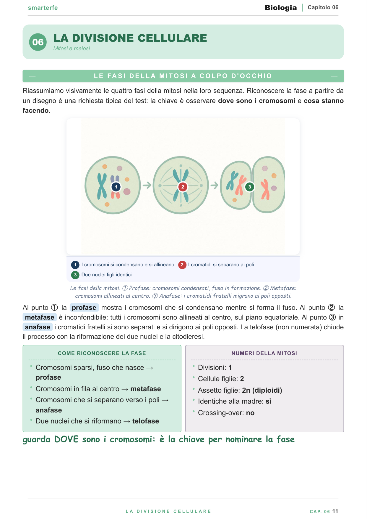La cellula e i suoi organuli: struttura cellulare illustrata