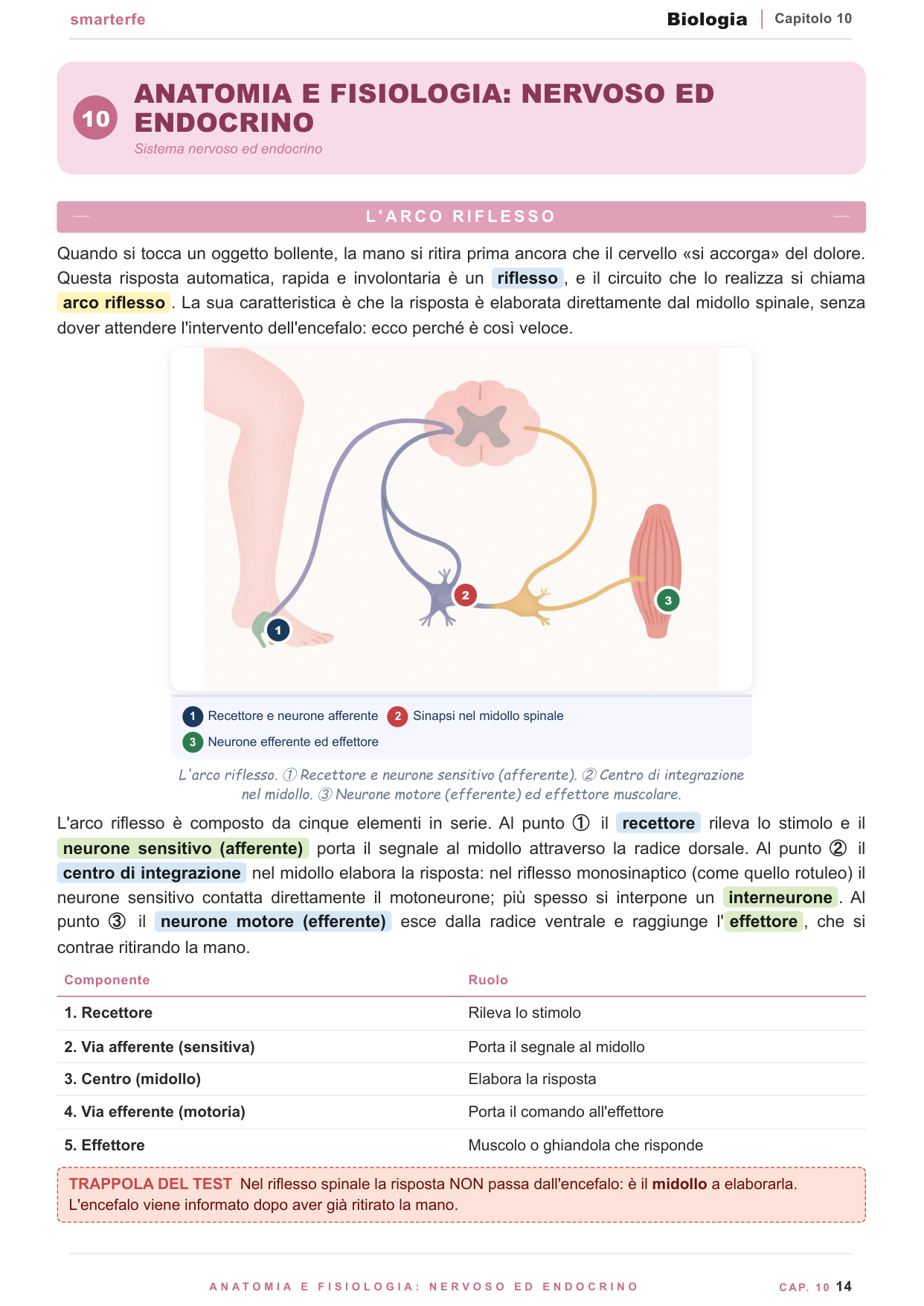 Dal DNA alla proteina: replicazione, trascrizione e traduzione