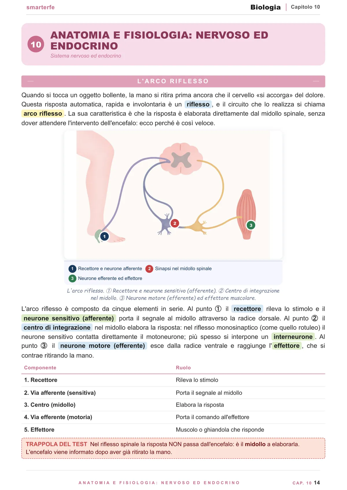 Dal DNA alla proteina: replicazione, trascrizione e traduzione