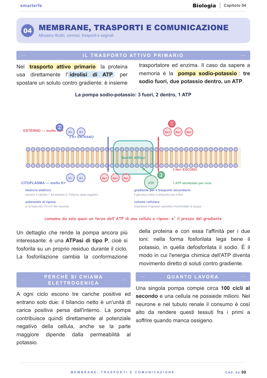 La cellula e i suoi organuli: struttura cellulare illustrata