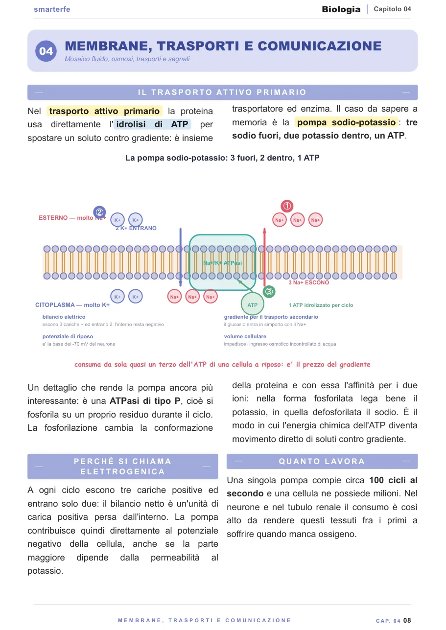 Lo stesso argomento sulle Dispense SmarterFe: schema, passaggi numerati, colori
