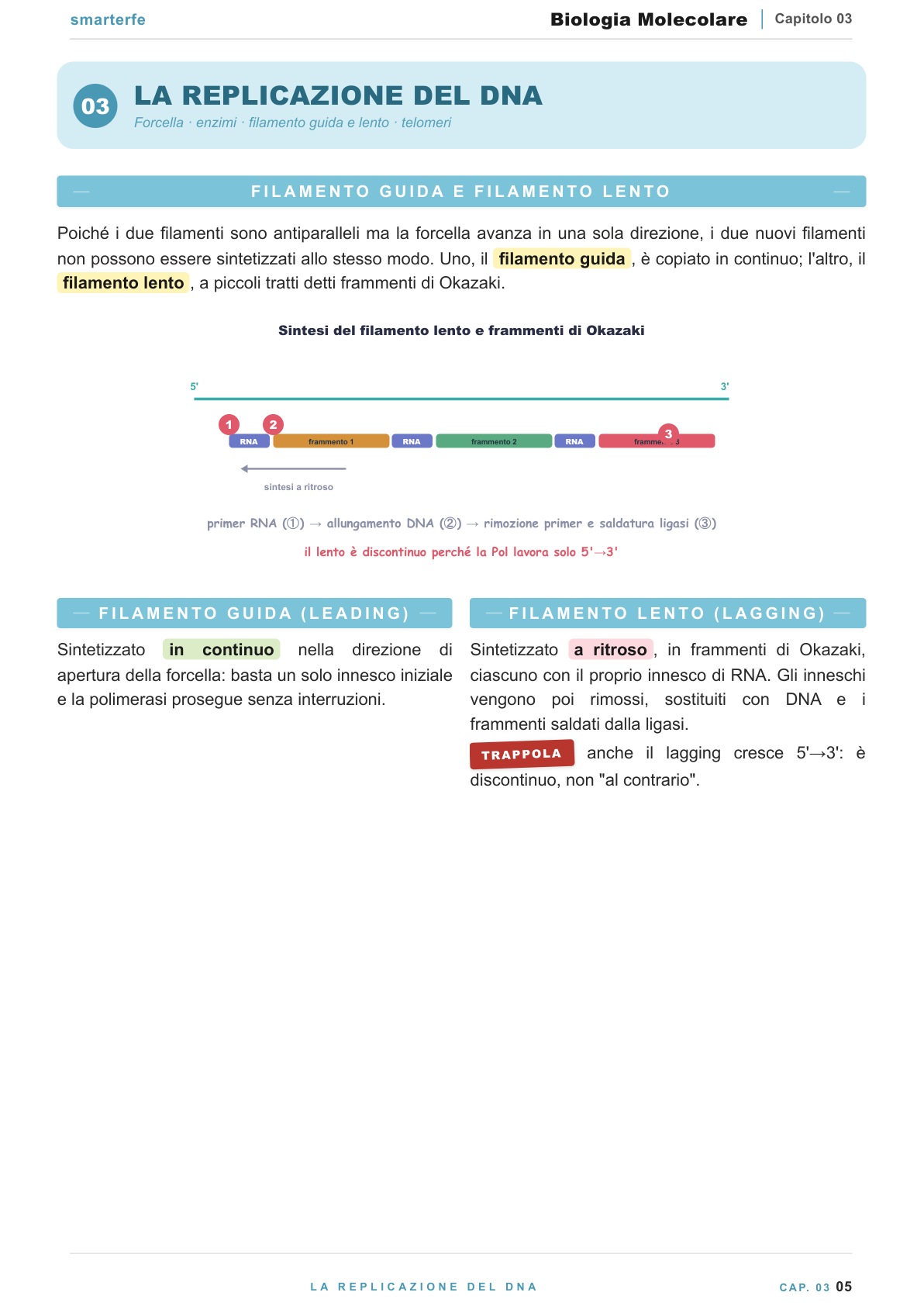 Replicazione del DNA: forchetta replicativa, DNA polimerasi e fedelta