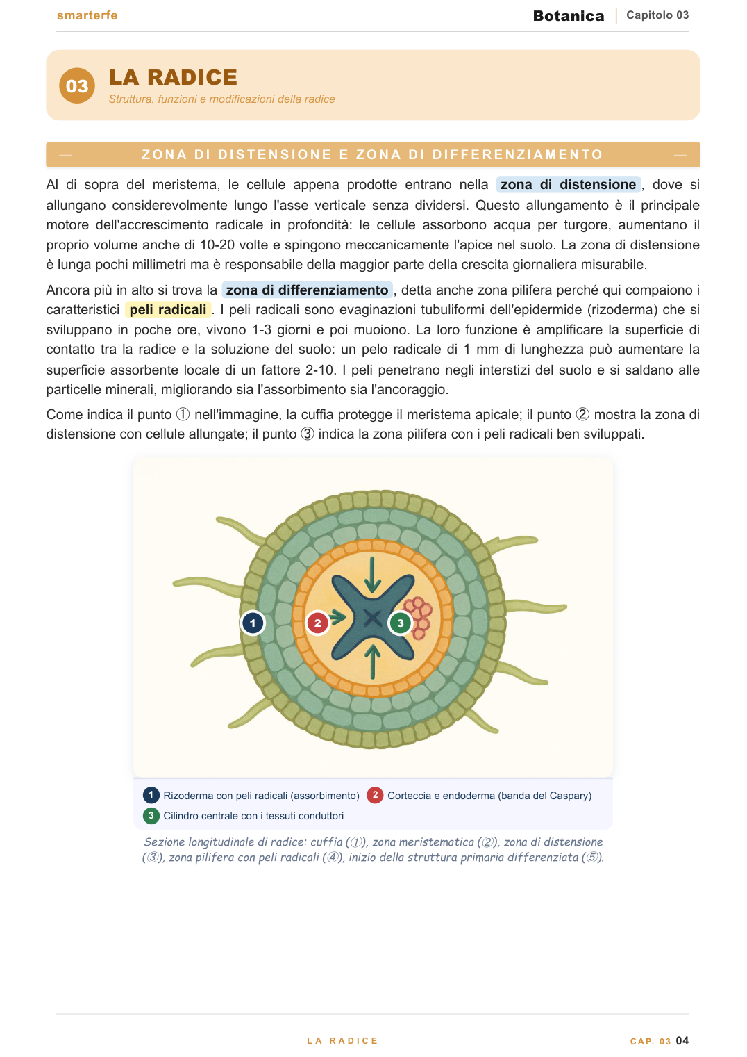 Cellula vegetale e tessuti — struttura e funzione