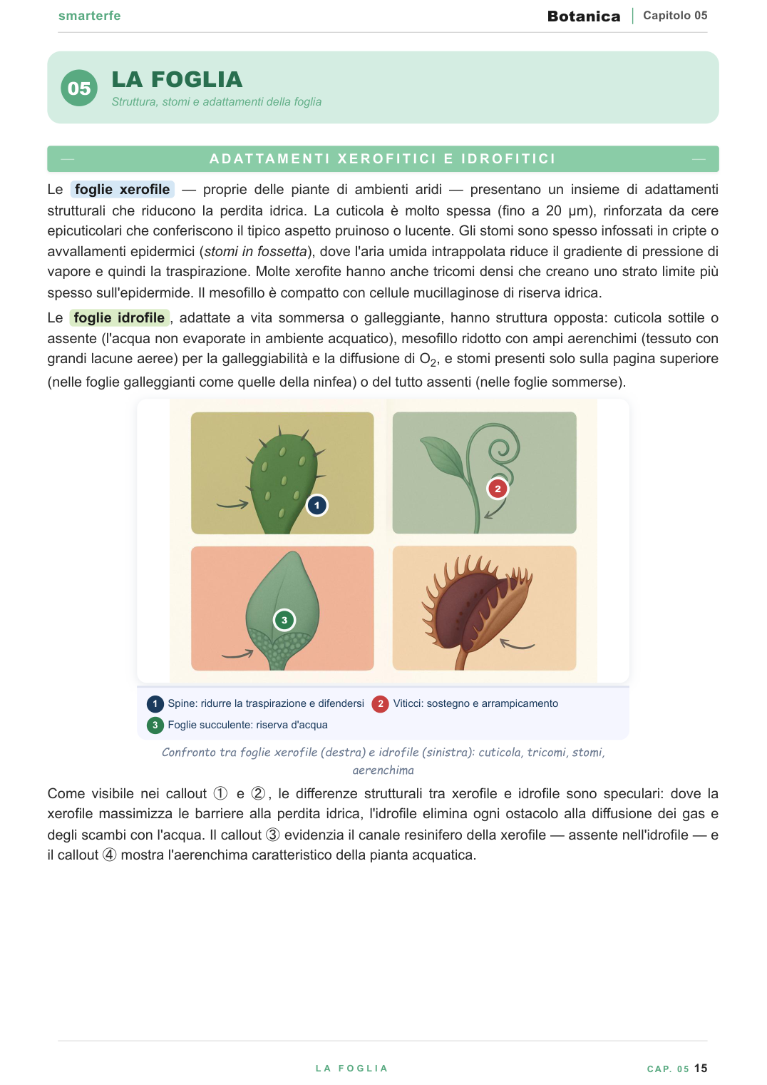 Anatomia della radice e del fusto — xilema e floema