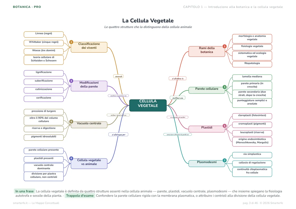 Mappe Concettuali