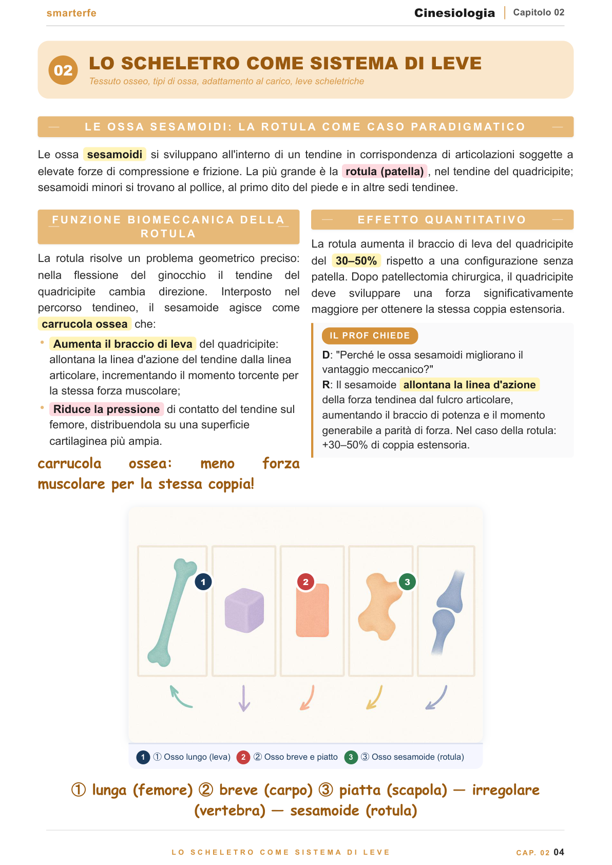 Le tre classi di leva nel corpo umano