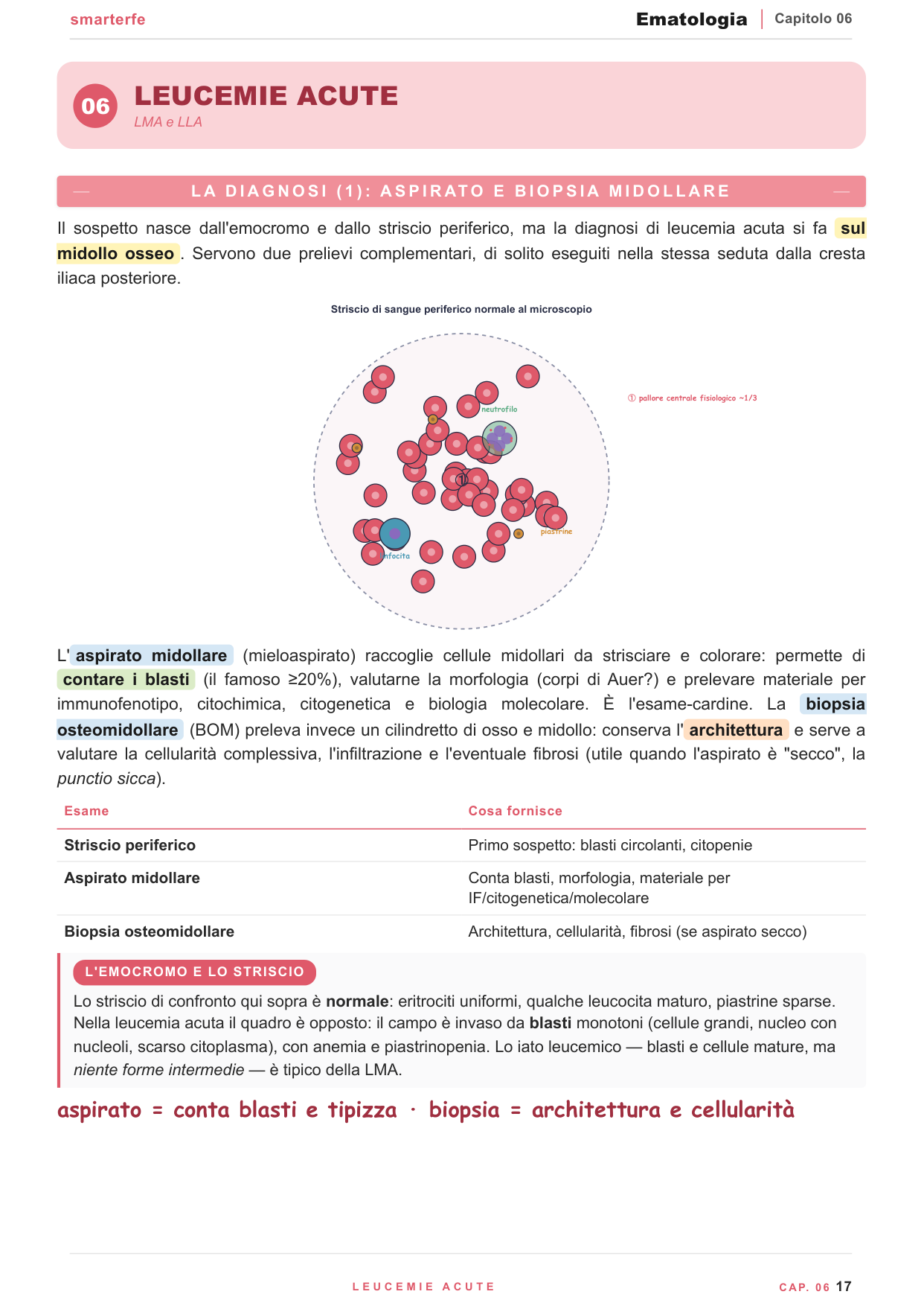 Anemie: approccio diagnostico con MCV e conta dei reticolociti