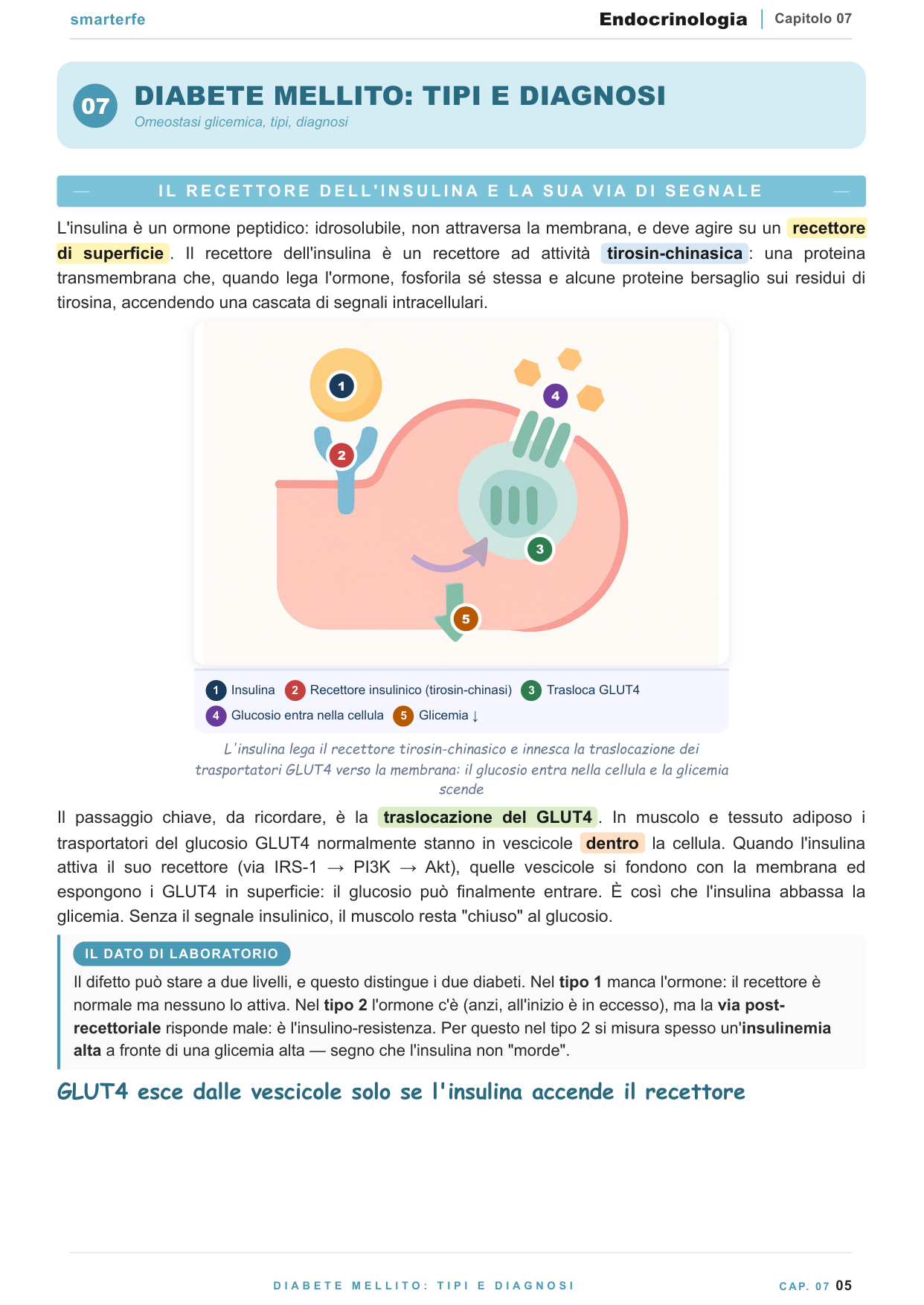 Tiroide: Graves, Hashimoto, gozzo e noduli con valori di TSH, FT3 e FT4