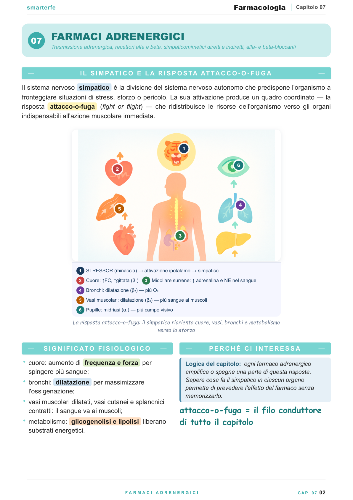 Sistema adrenergico — risposta attacco-o-fuga