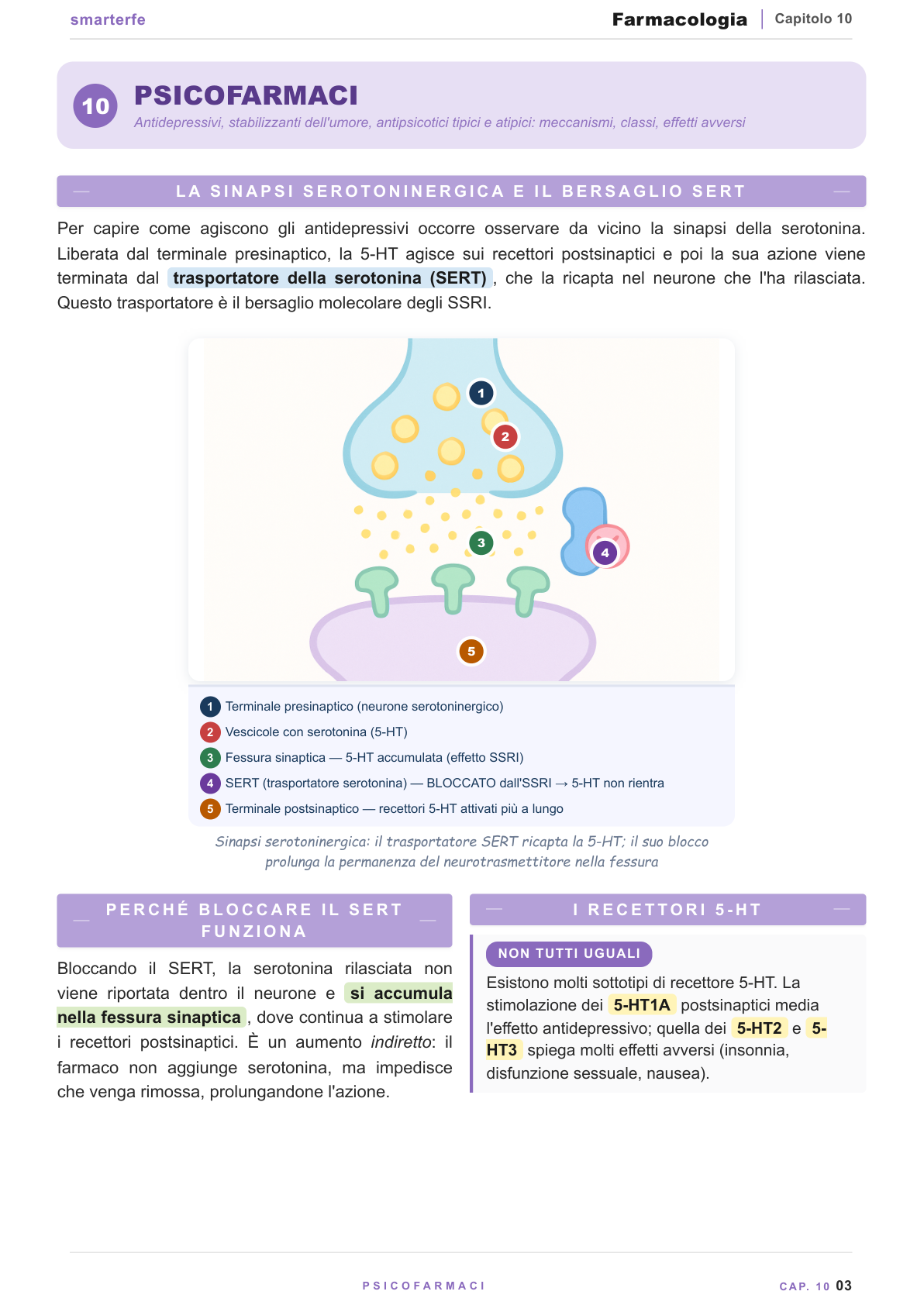 Sinapsi serotoninergica — meccanismo degli SSRI