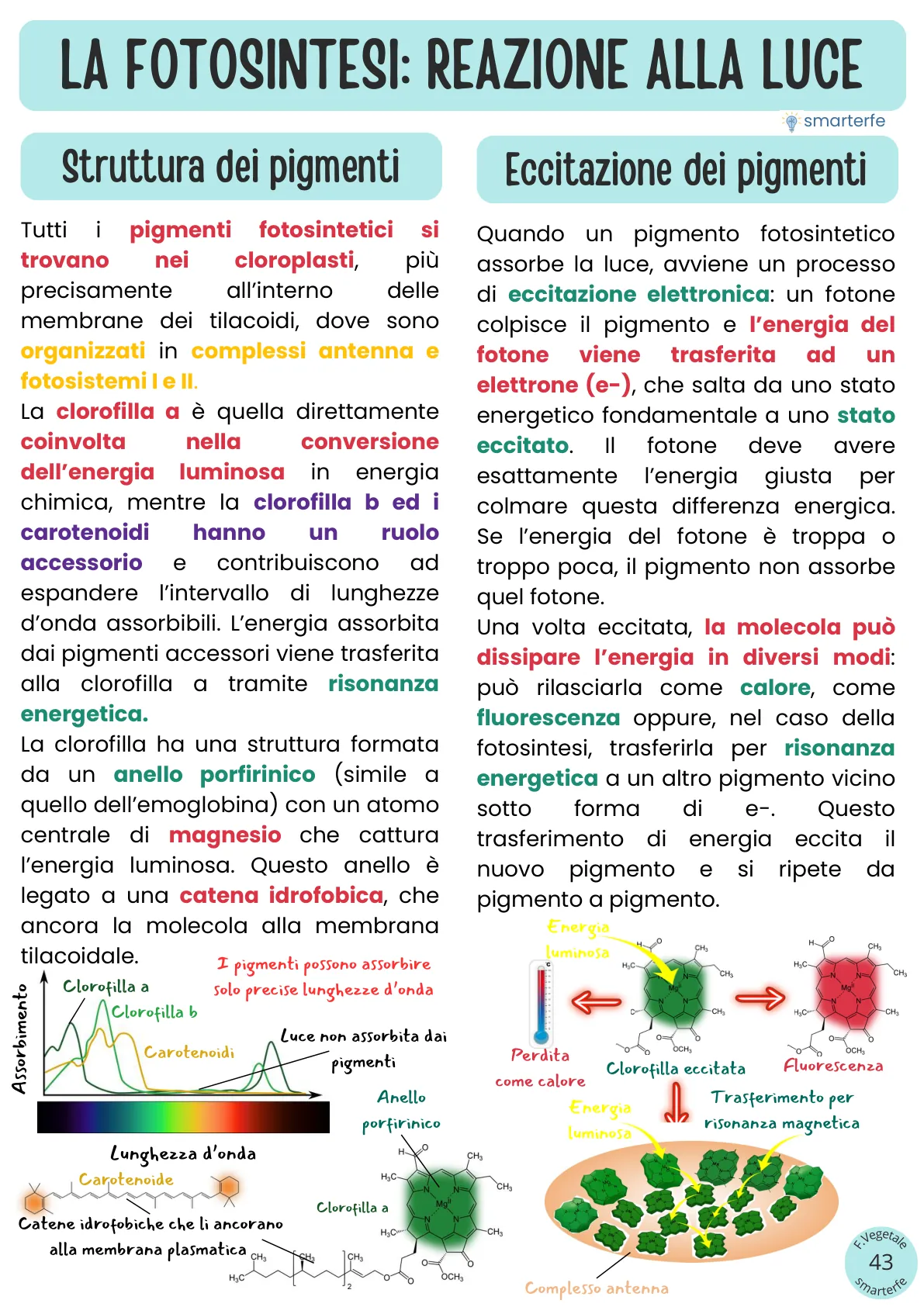 Lo stesso argomento sulle Dispense SmarterFe: schema, passaggi numerati, colori