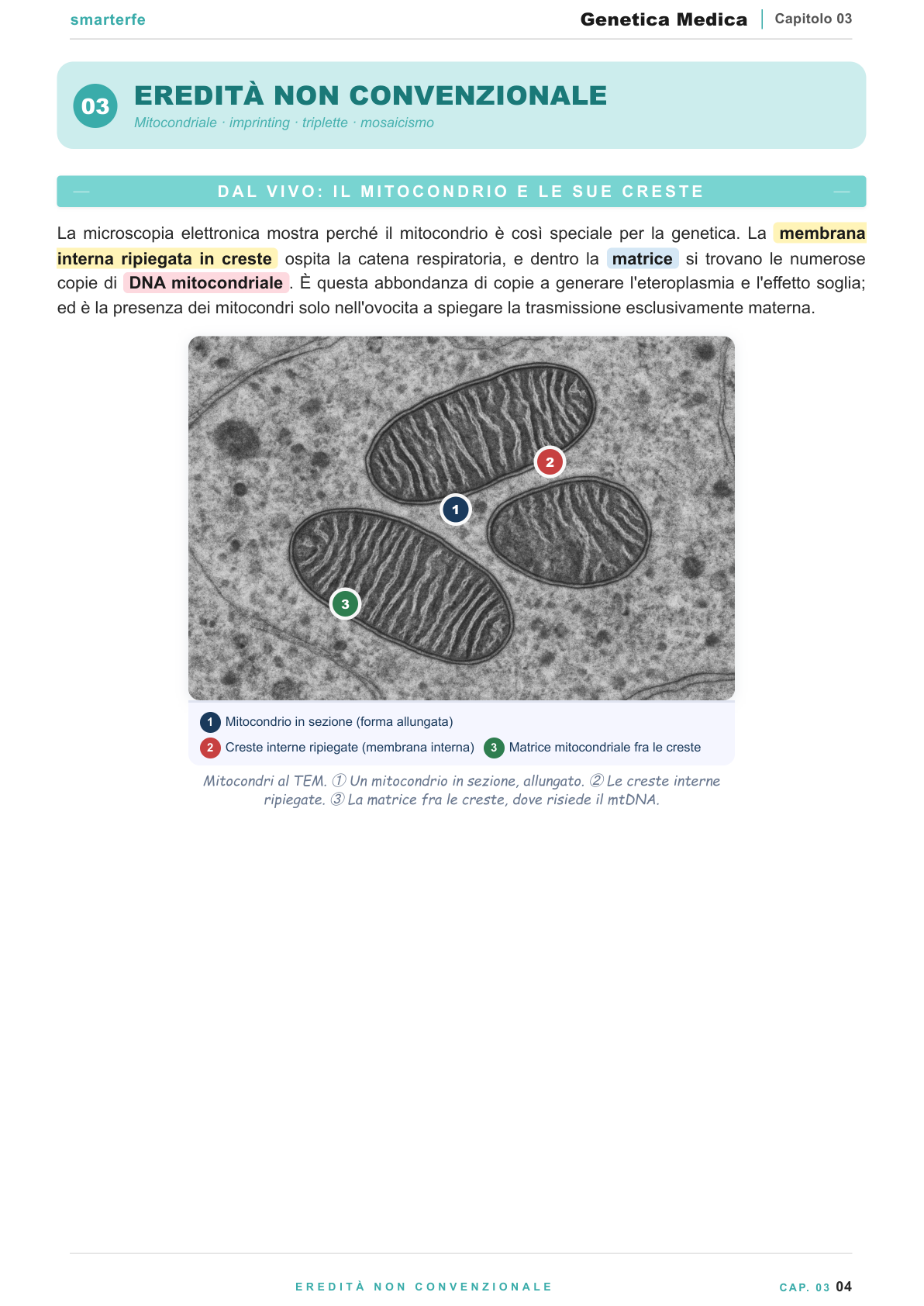 Citogenetica: cariotipo e aberrazioni cromosomiche