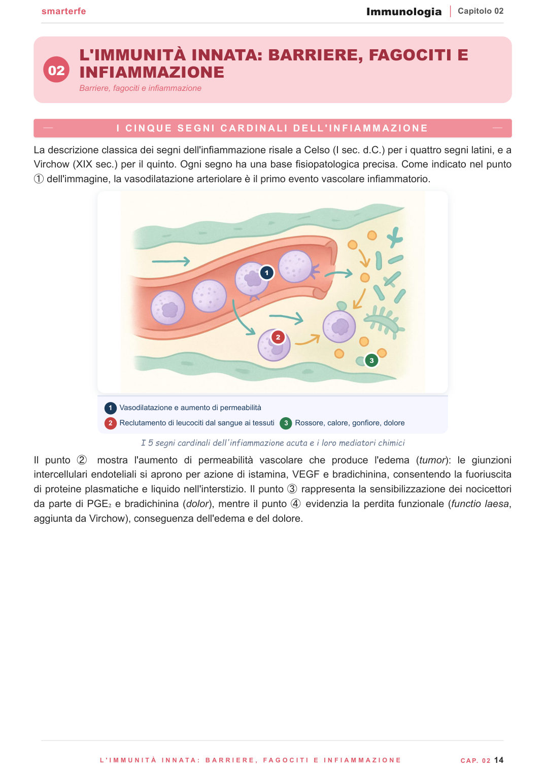 Immunità innata — barriere fisiche, fagociti e infiammazione