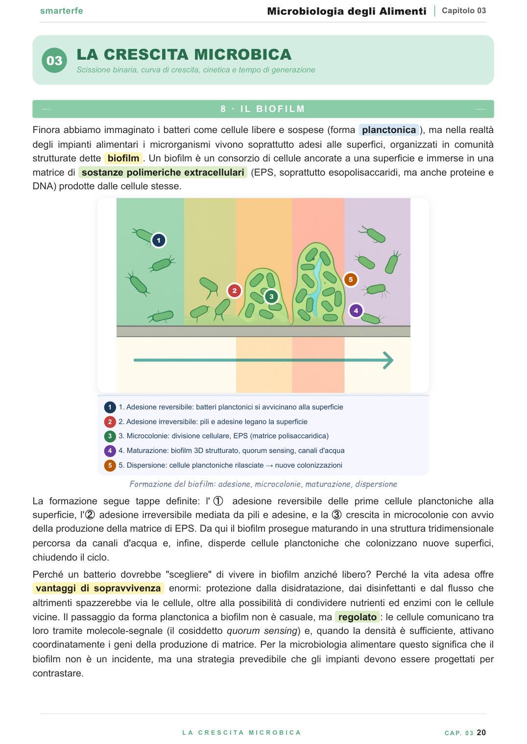 La parete cellulare e la colorazione di Gram: positivi e negativi a confronto