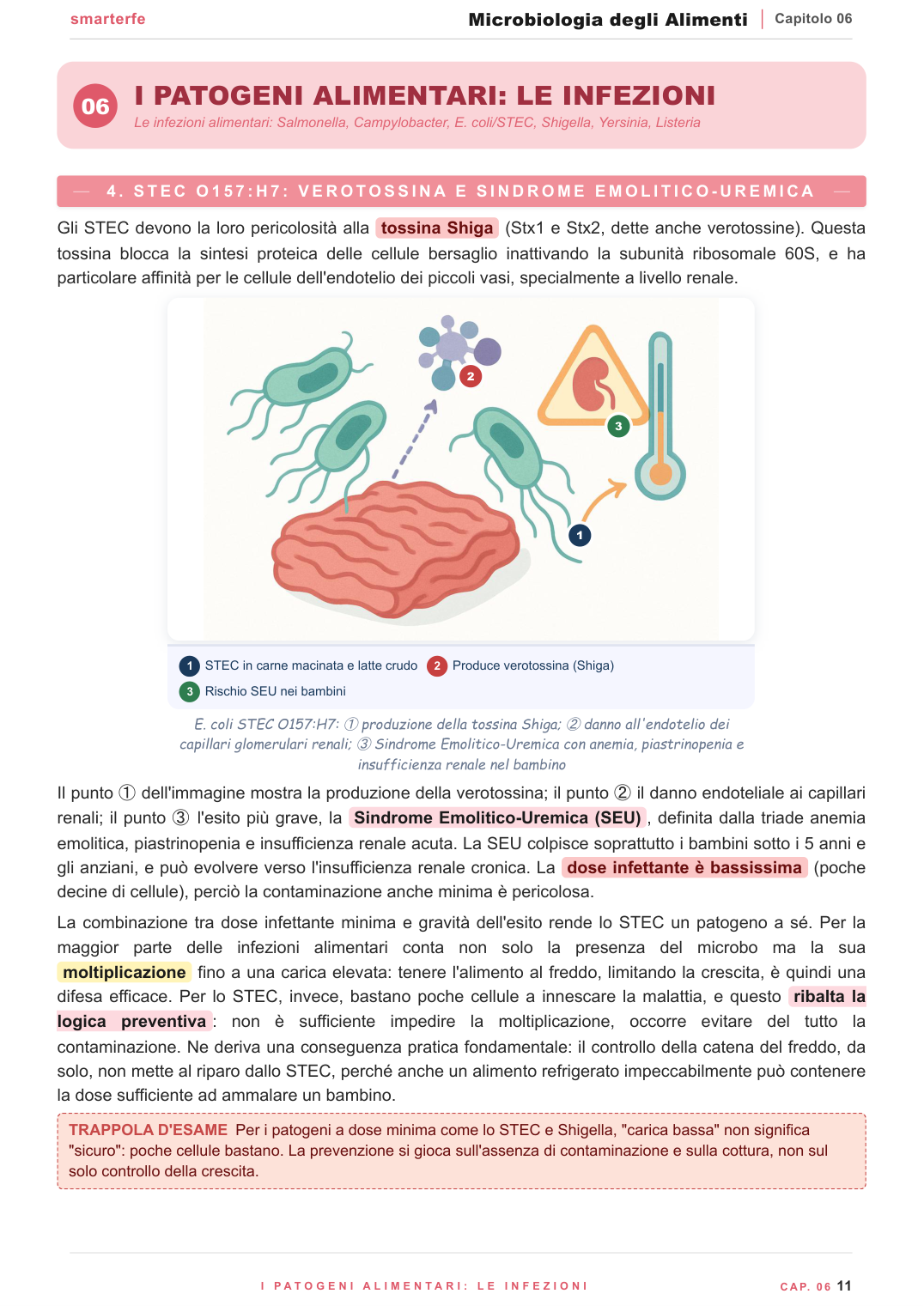 La curva di crescita microbica e le sue quattro fasi