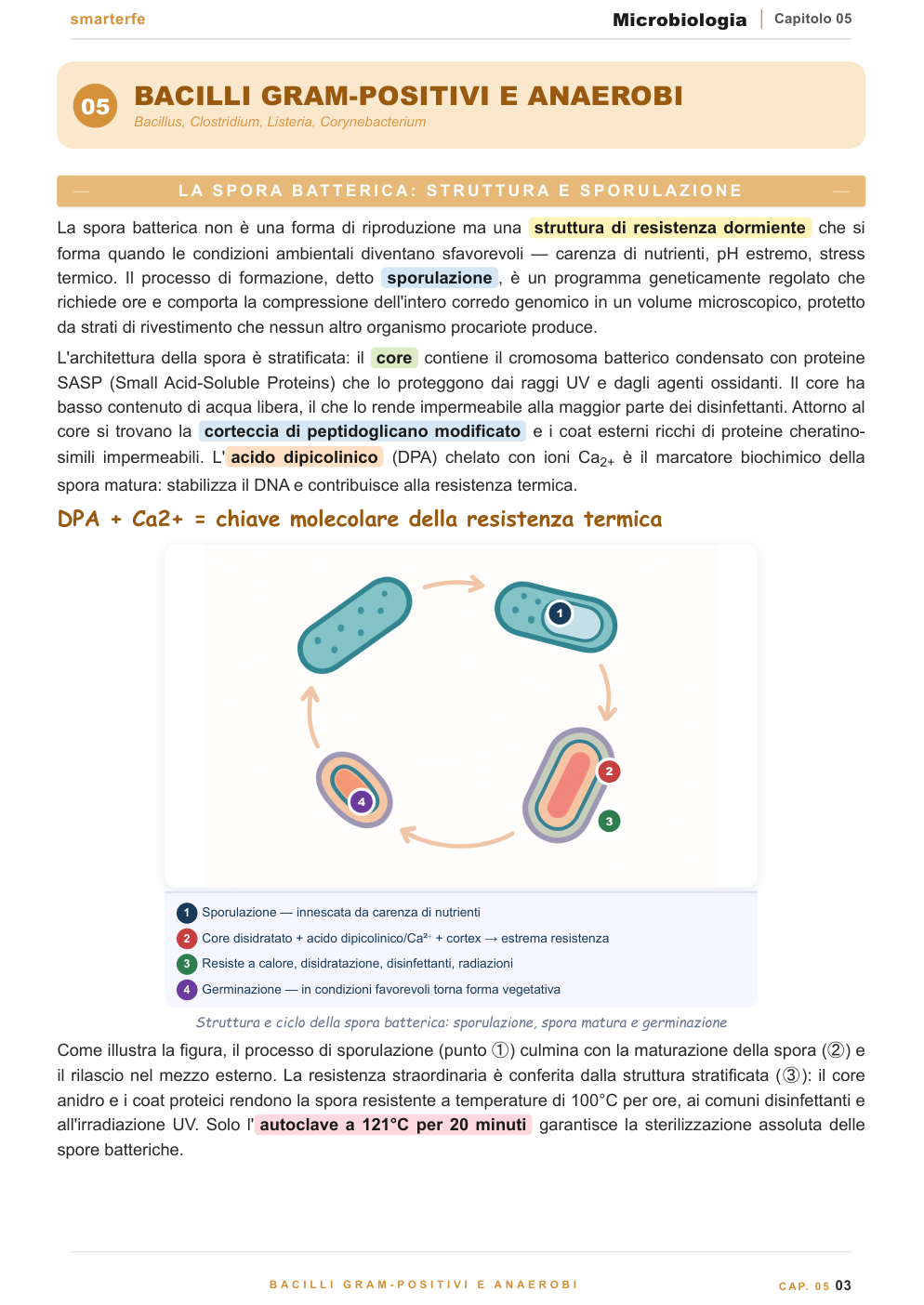 Struttura batterica Gram+ vs Gram-