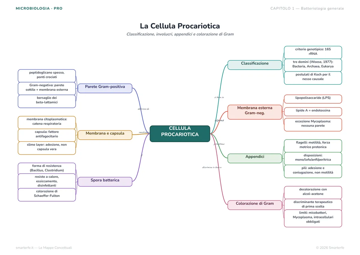 Mappe Concettuali