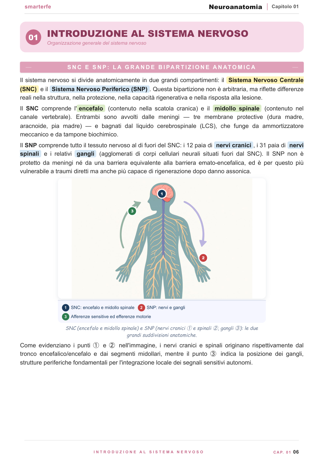 Il tessuto nervoso — neuroni, glia e sinapsi