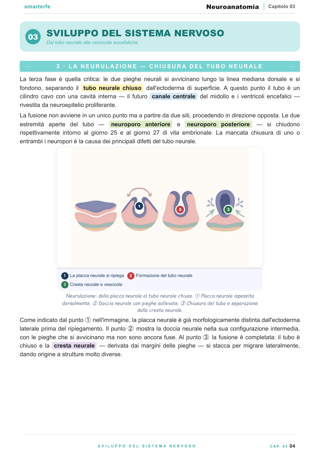 Sviluppo del sistema nervoso e vescicolazione cerebrale