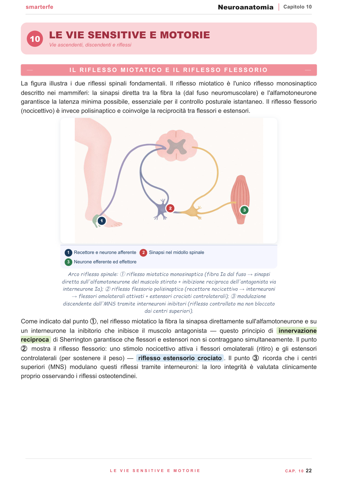Vie sensitive e motorie — schemi delle grandi vie
