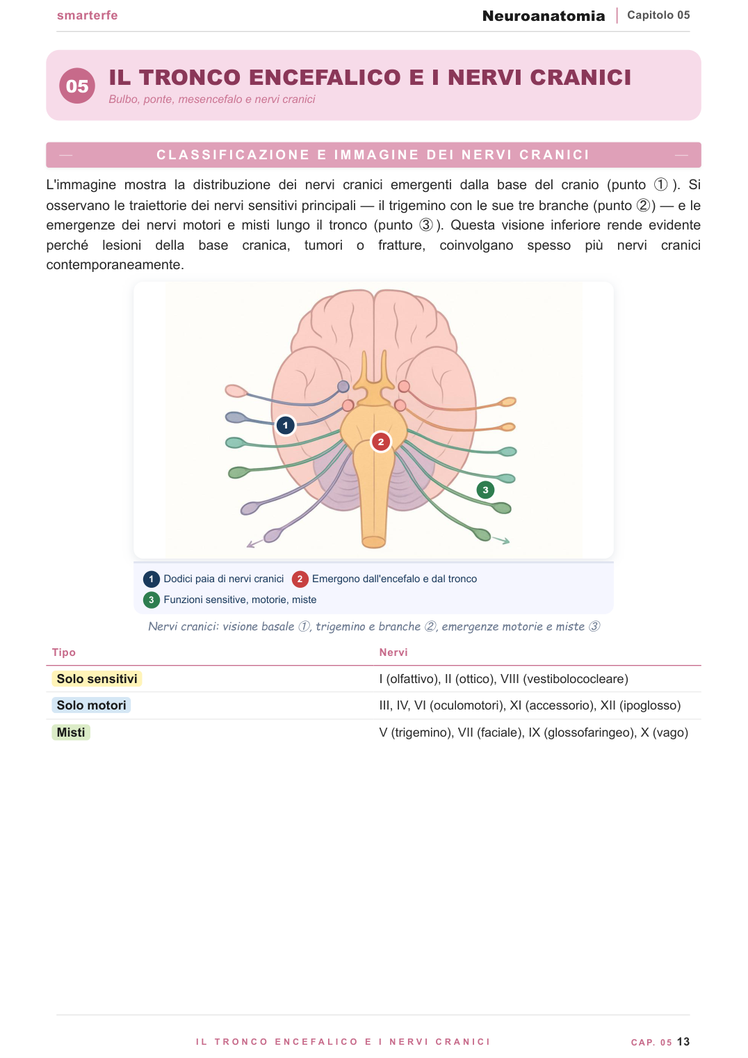 Tronco encefalico e nervi cranici