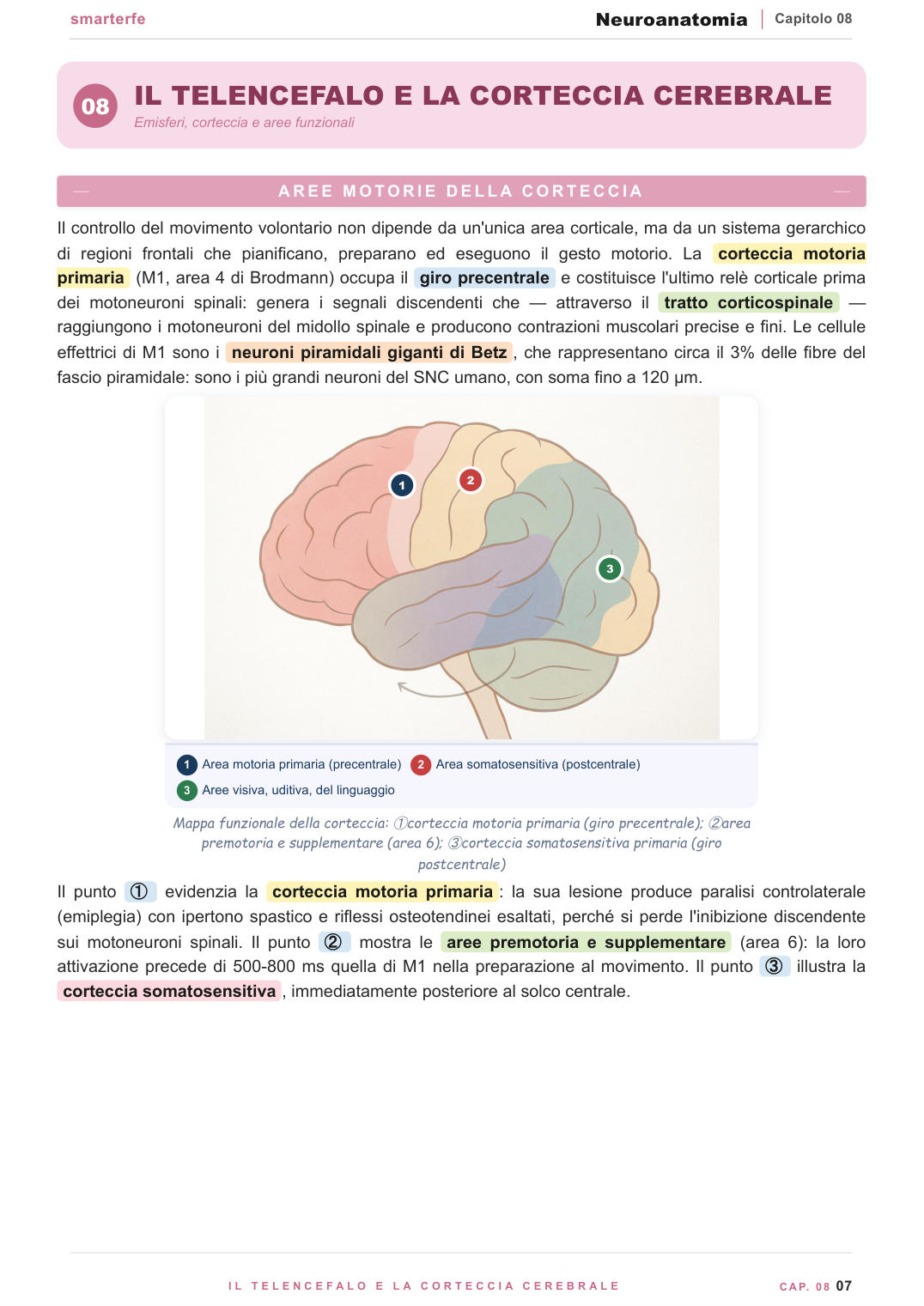 Telencefalo e corteccia cerebrale — aree funzionali