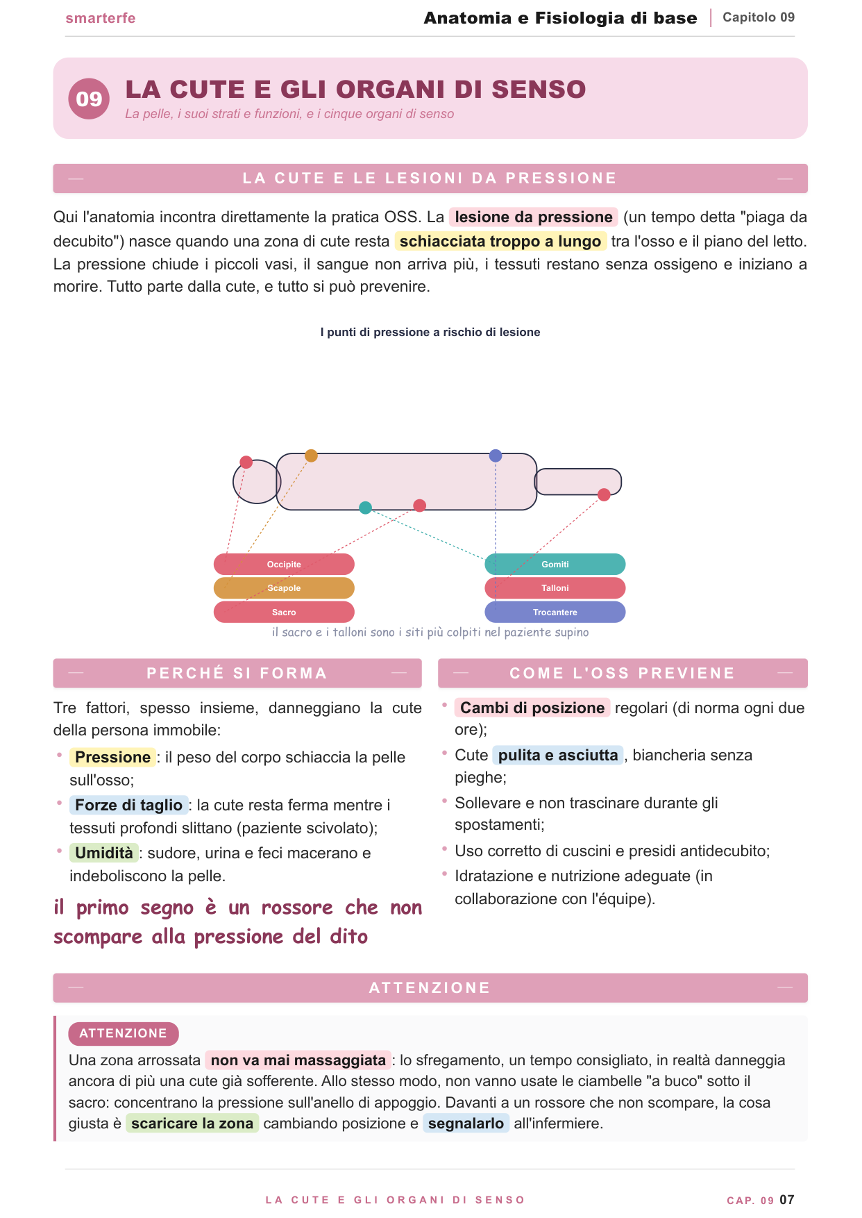 Il sistema nervoso: encefalo, midollo spinale e nervi