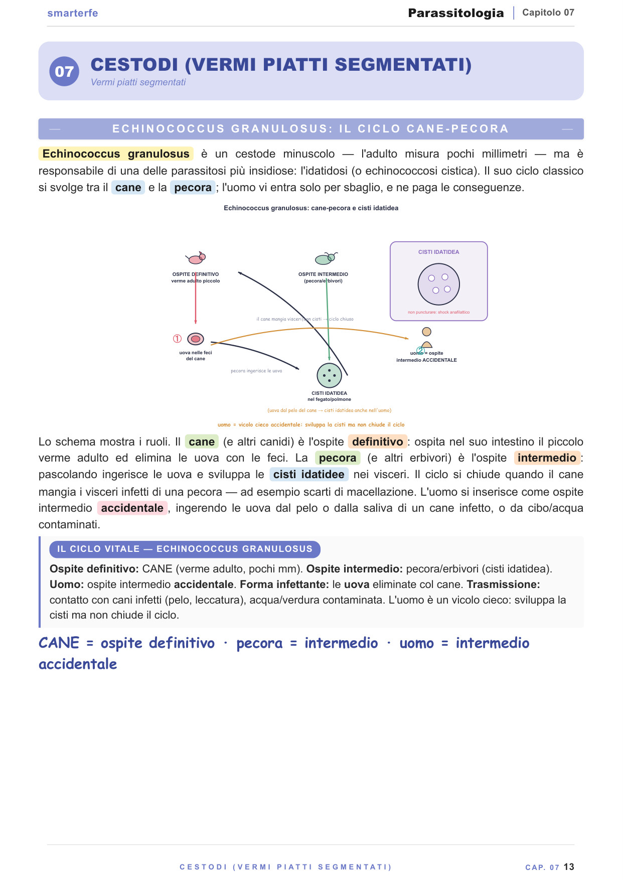 Malaria — ciclo del Plasmodium