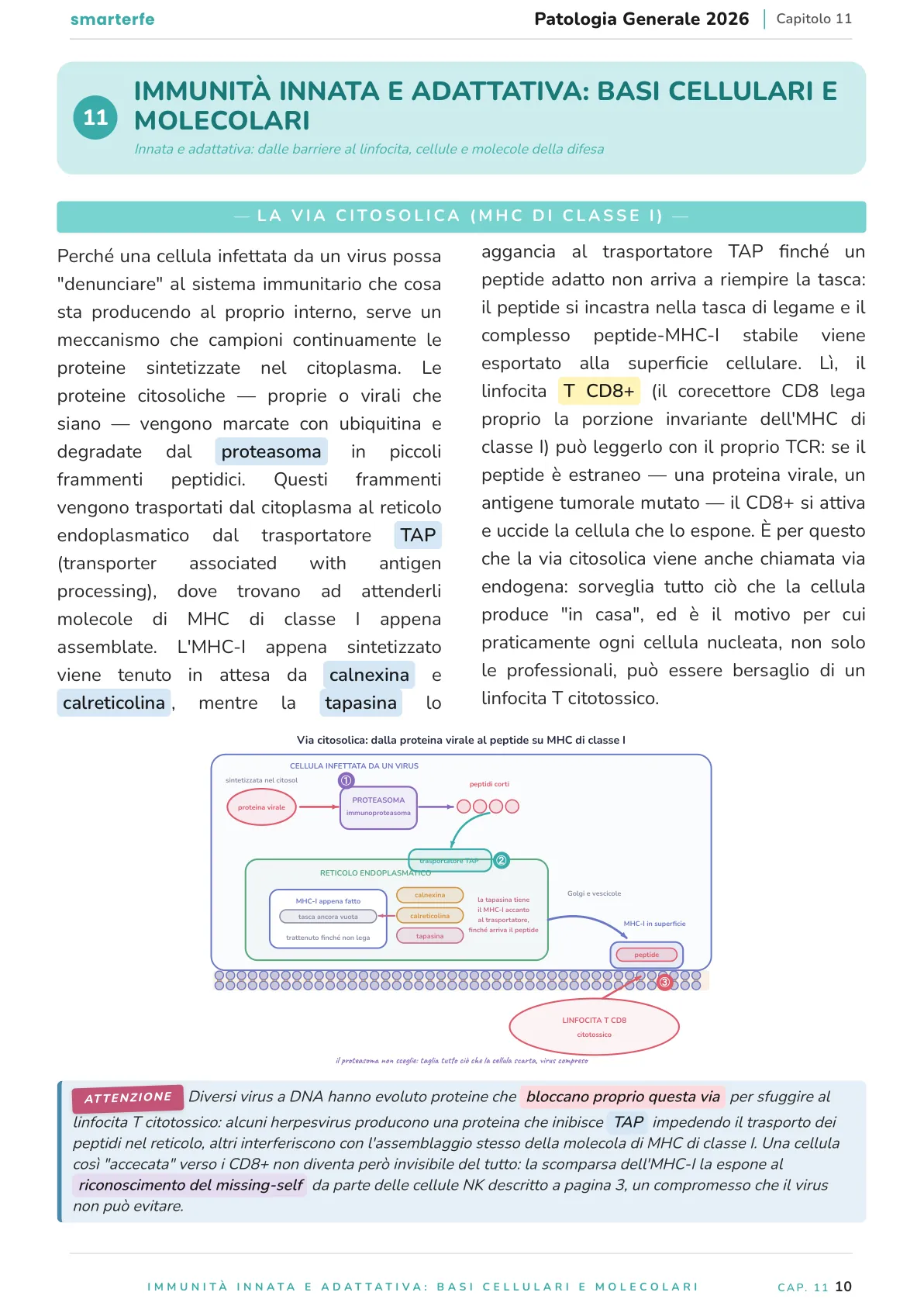 Lo stesso argomento sulle Dispense SmarterFe: schema, passaggi numerati, colori