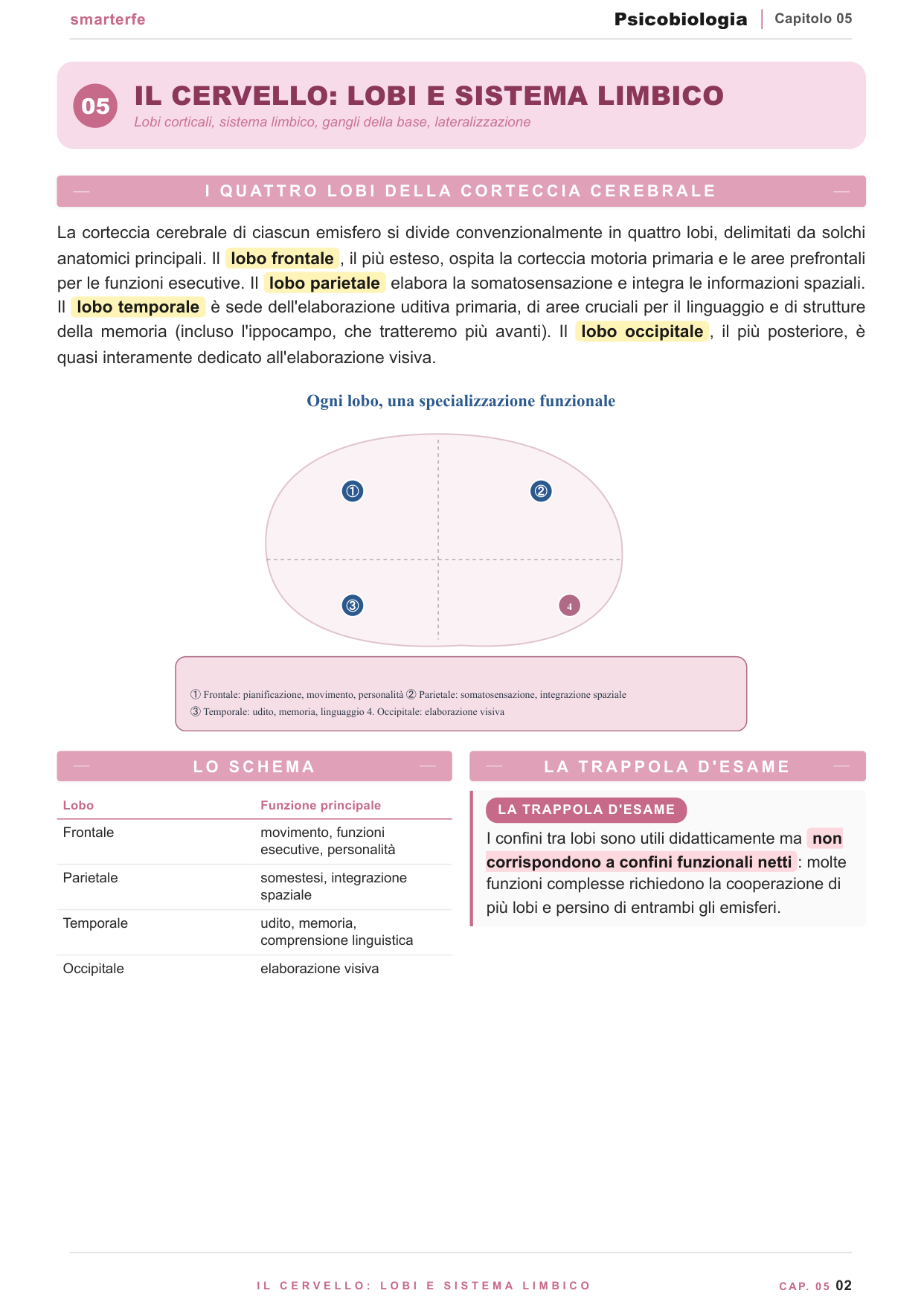 Il cervello: lobi e sistema limbico