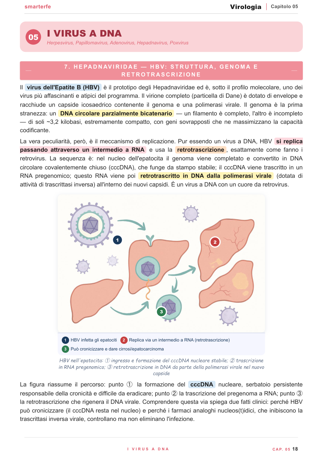 Struttura del virione — capside, simmetria ed envelope